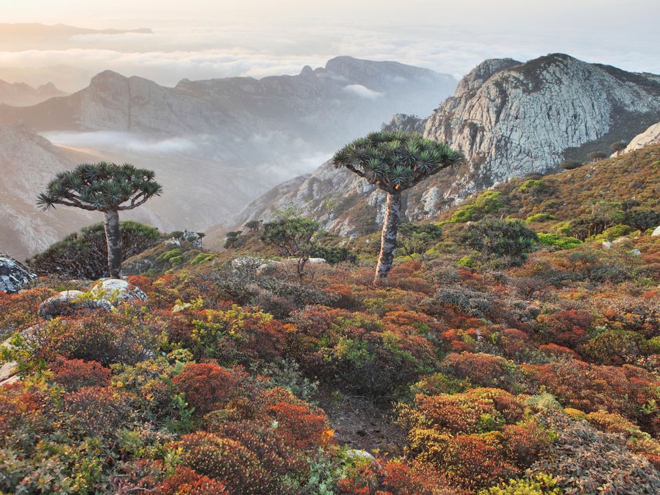 Socotra city