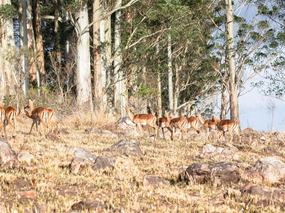 Nyala city